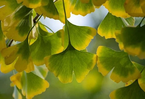 ginkgo biloba leaves