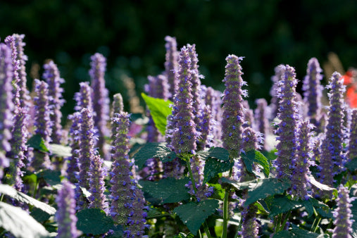 Hyssop flowers