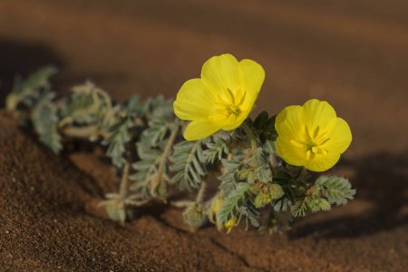 Tribulus Terrestris : A Natural Aphrodisiac That Puts You In The Mood