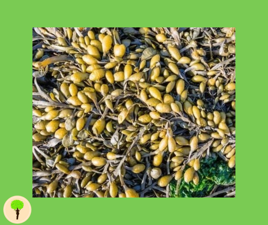 The Benefits Of Bladderwrack On Digestive Health
