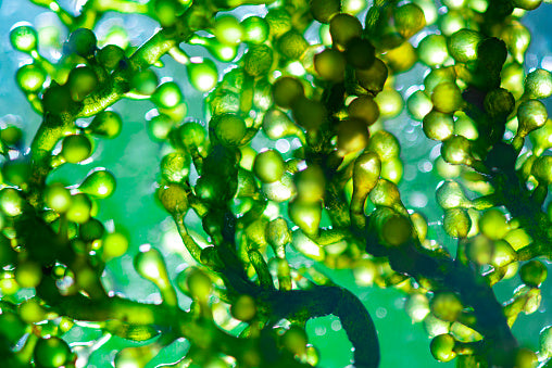 chlorella freshwater green algae