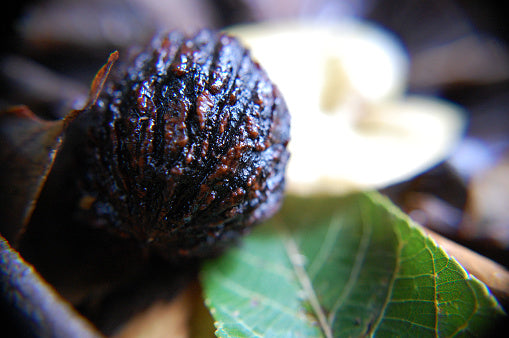 Why Black Walnut Hulls Are Considered A Remedy For Intestinal Worms