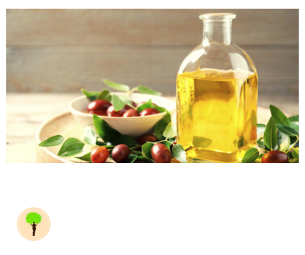 Jojoba Oil: The Answer For Your Aging Skin