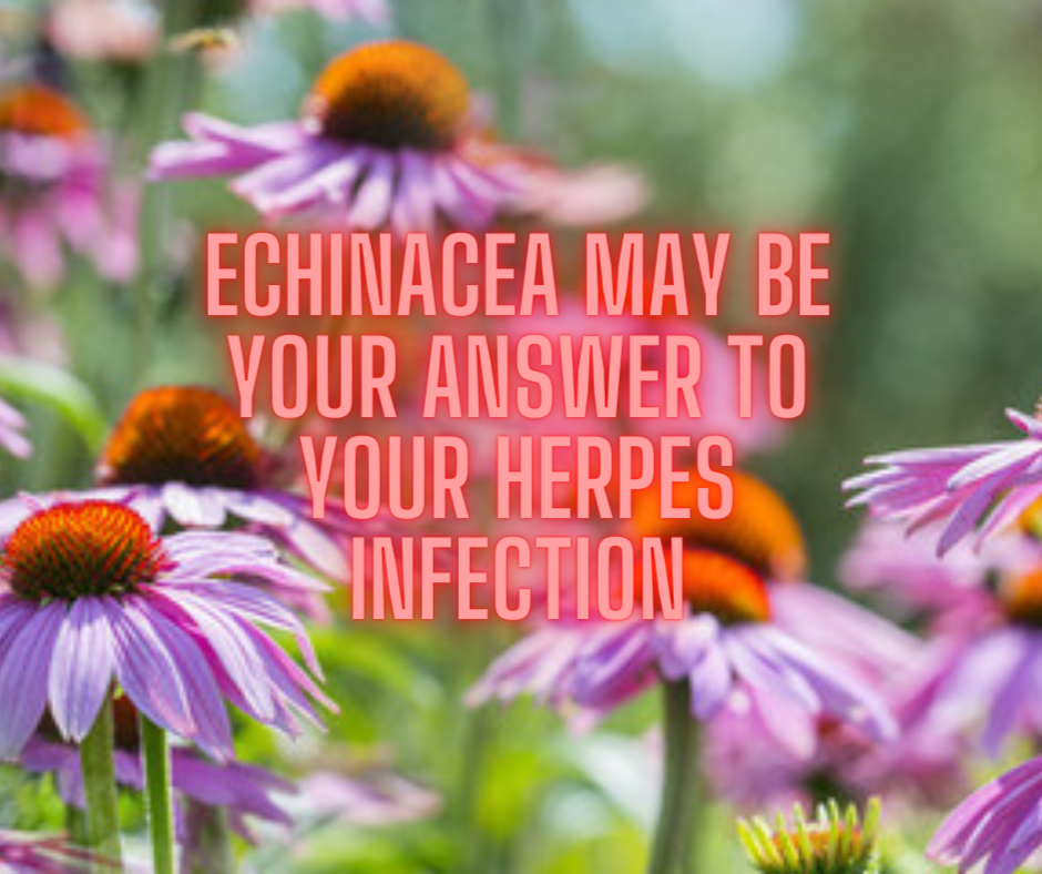 Echinacea May Be Your Answer To Your Herpes Infection