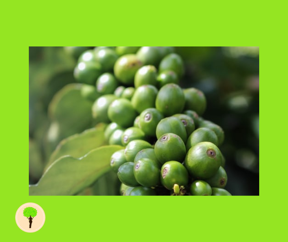 How Drinking Coffee Can Make You Lose Weight Black Vegan Shop