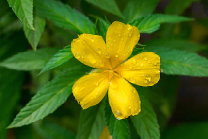 Is Damiana An Effective Natural Aphrodisiac?