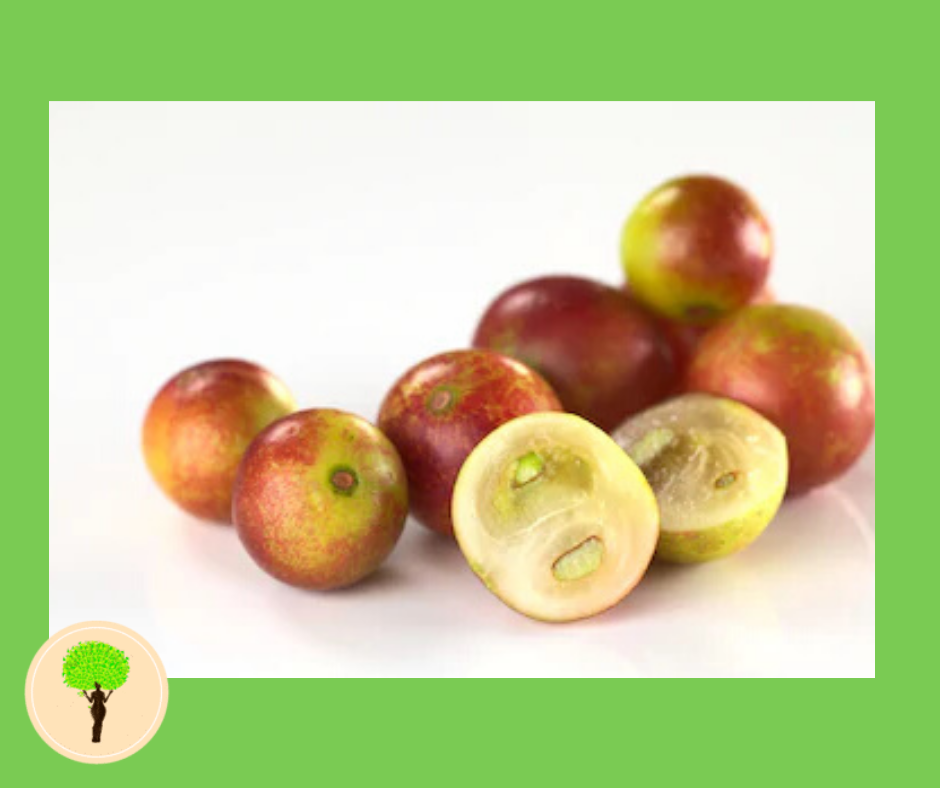 Benefits of Camu Camu? Here Are The 5 Facts
