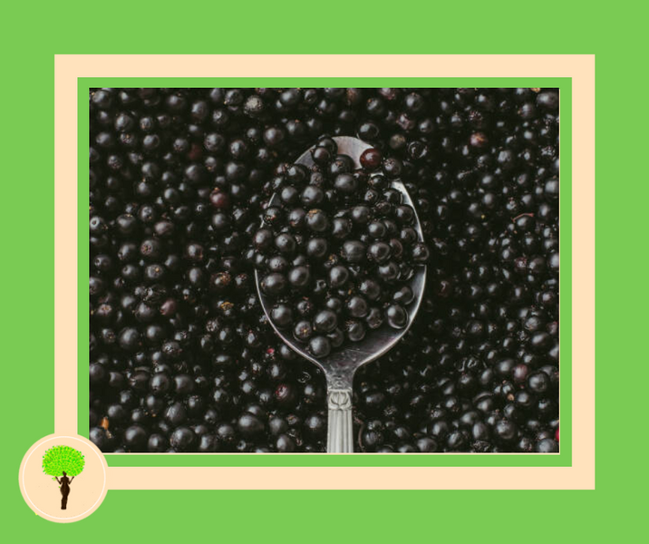 The Truth About the Effectiveness of Elderberry in Colds and Flu
