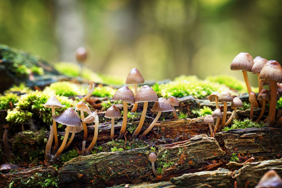 The Climate Change Impact on Fungi: 3 Ways It Affects Humankind